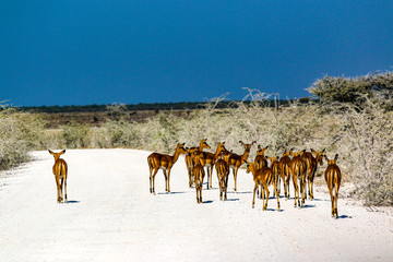 Fototapeta na wymiar Gazelle springbock parc national d'etosha en Namibie 