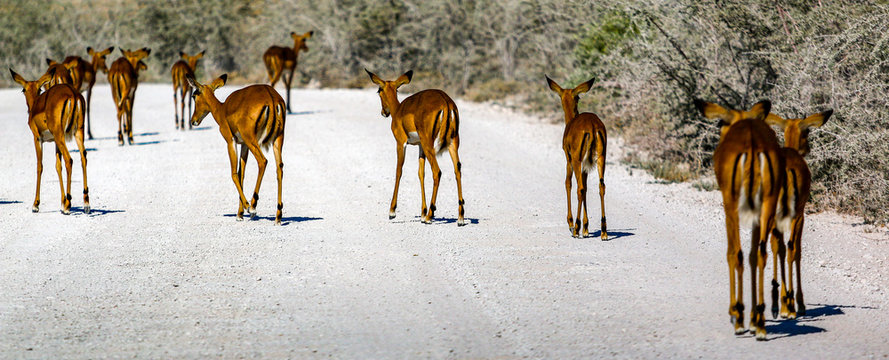Gazelle springbock parc national d'etosha en Namibie	