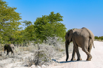 Fototapeta na wymiar Éléphant d’Afrique au parc national d'etosha en Namibie