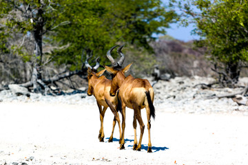 Bubales - Alcelaphus buselaphus sur la route en Namibie