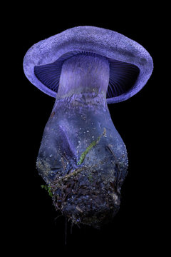 Blue mushroom Cortinarius hercynicus on black background