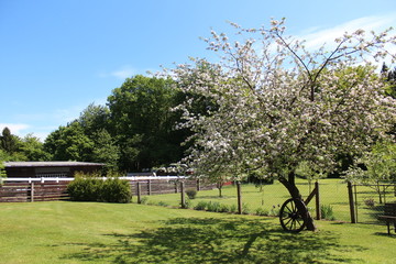 Bauernhof mit blühendem Baum auf der Wiese