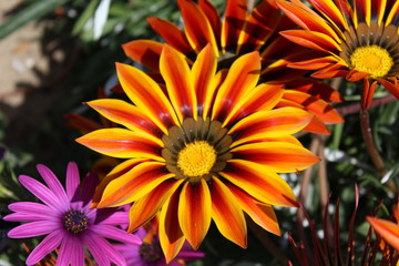 Exotische Blume - Orange und lila Pflanze