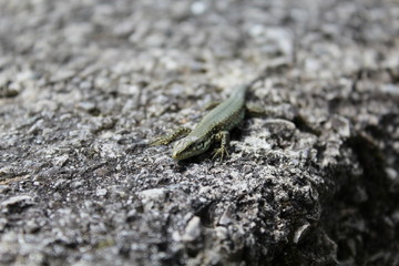 Grüne Echse Nahaufnahme