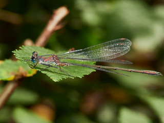 dragonfly on leaf