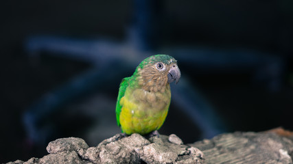 marrón aves verde cotorras pareja amor relación