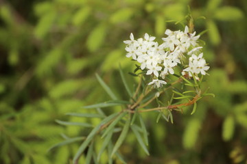 Flowers of Rhododendron tomentosum, the wild rosemary