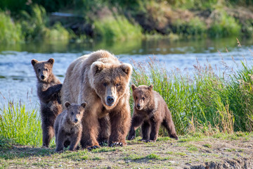 Wild brown bear family looking right at you with mom and three cubs.