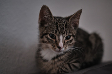 Obraz premium Baby Cat