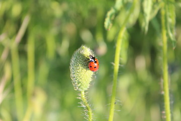 Nahaufnahme Marienk&auml;fer