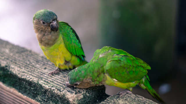 marr&oacute;n aves verde cotorras pareja amor relaci&oacute;n