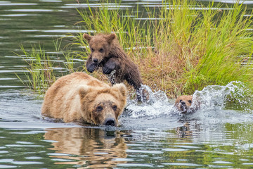 Naklejka na ściany i meble Wild brown bear cub jumping into the water with a sibling and mom.