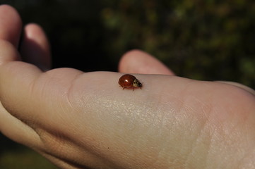 ladybug on the hand 