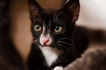Katze liegt vor braunem Hintergrund und schaut aufmerksam in die Ferne