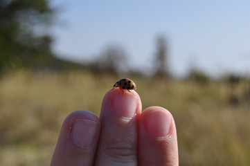 ladybird on hand