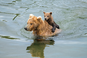 Wild brown bear carrying a young cub on her back as she swims across a river.