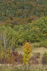 Forest and the mountain