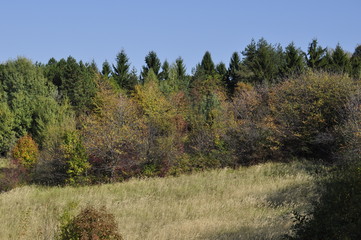 Forest and the mountain