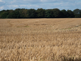Cereal field after harvest