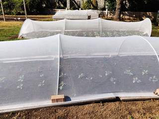 Small greenhouses with growing plants.