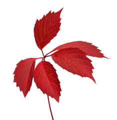 Red liana red autumn leaves  isolated white