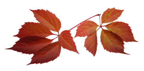 Red liana red autumn leaves  isolated white