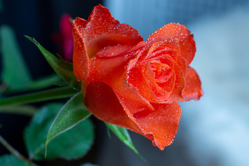Close up with beautiful flowers.