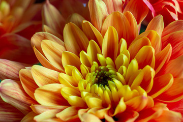Fototapeta premium Close up with beautiful flowers.