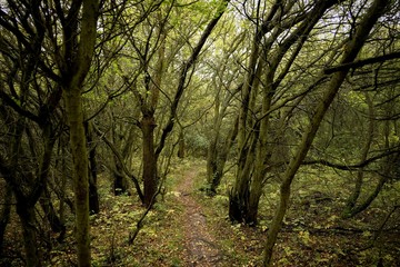 Take a walk through a wild forest if you dare