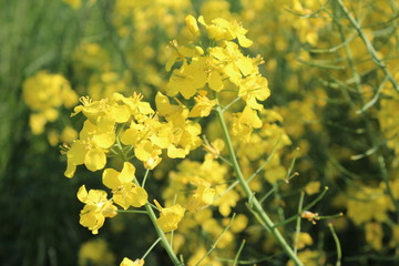 Nahaufnahme einer Rapsblüte