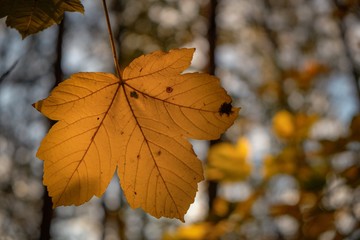 Obraz premium autumn leaves on tree