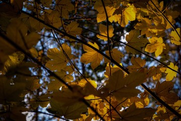 maple leaves in autumn