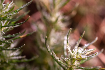 Macro of some rosemary leaves, Rosmarinus officinalis, covered with drops of rainwater.