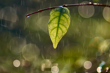 Fototapeta premium Green leaf with wet and water drops in the rainy season