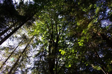 Obraz premium Wooded hike around Lake Eibsee Germany