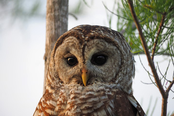 Barred Owl - Strix varia - perched on branch of Bald Cypress Tree in Everglades National Park, Florida.