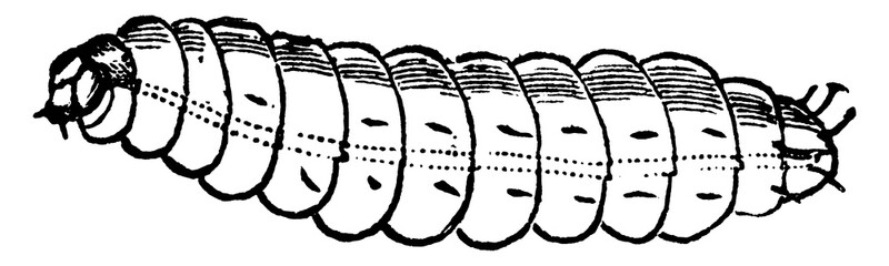 Plum Curculio, vintage illustration. © Morphart