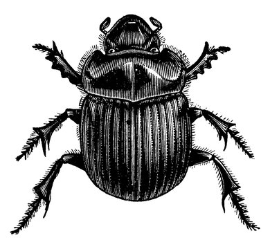 Tumblebug, vintage illustration.