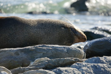 seal
