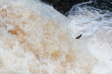 salmon