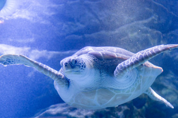 水族館の水槽を泳ぐウミガメ