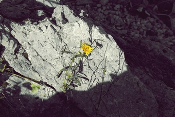 Close up on yellow flower growing against large boulder