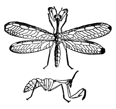 Mantispa, vintage illustration.