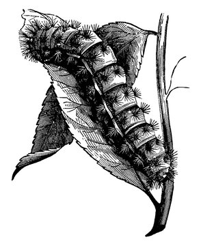 Larva, vintage illustration.