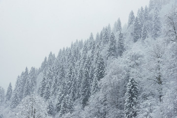 Landscape view of snowy hills with pine trees.