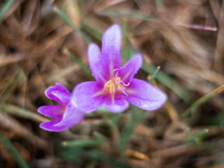 Colchicum autumnale, commonly known as autumn crocus, meadow saffron or naked ladies, is a toxic autumn-blooming flowering plant that resembles the true crocuses, but is a member of the plant family C