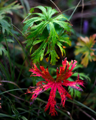A red and green leaf of a plant 