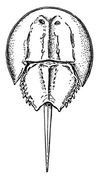 Limulus Polyphemus, vintage illustration.