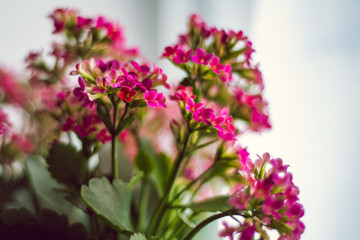 blooming kalanchoe 