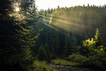 Apuseni mountain forest with golden rays in the morning. Padis forest.